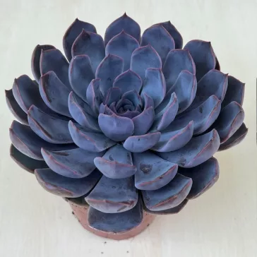 Echeveria 