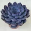 Echeveria 