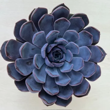 Echeveria 