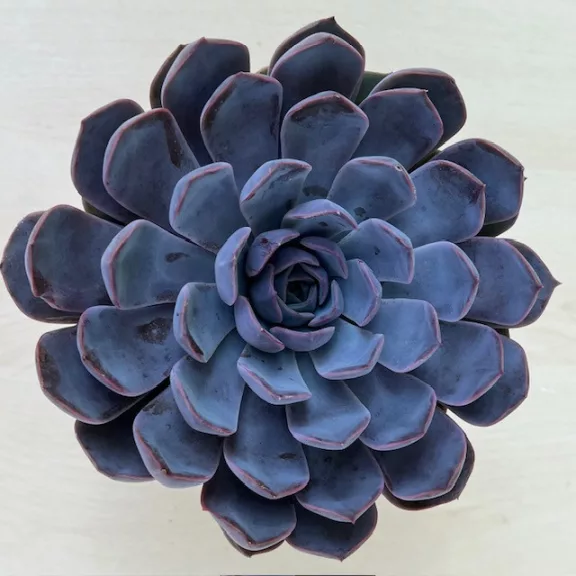 Echeveria 