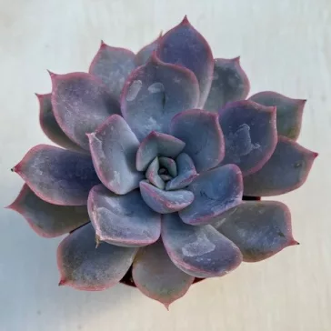 Echeveria 'Summer'