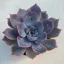 Echeveria 'Summer'