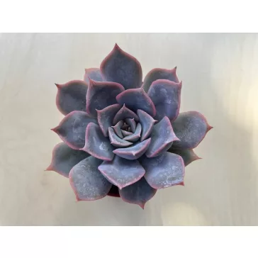 Echeveria 'Summer'