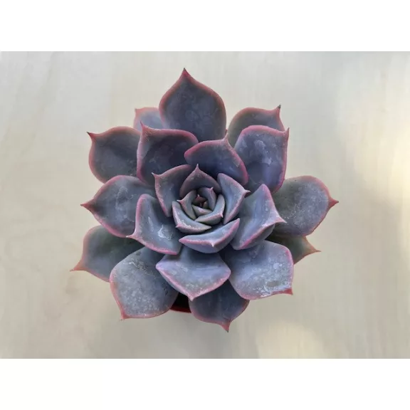 Echeveria 'Summer'