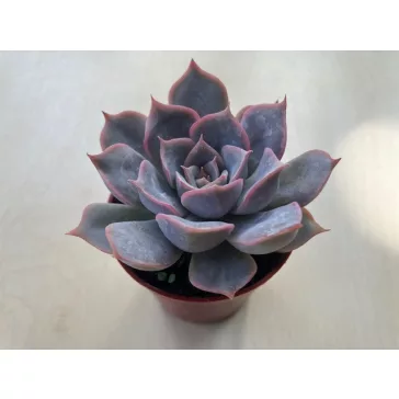 Echeveria 'Summer'
