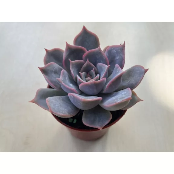 Echeveria 'Summer'