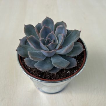 Echeveria 'Summer'