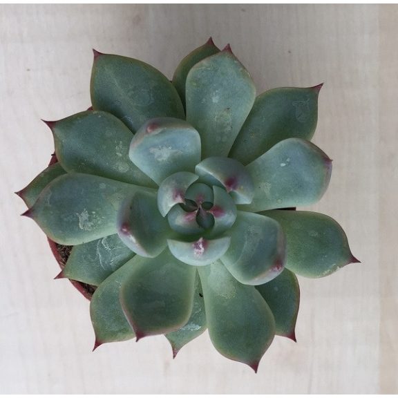 Meglepetés Echeveria