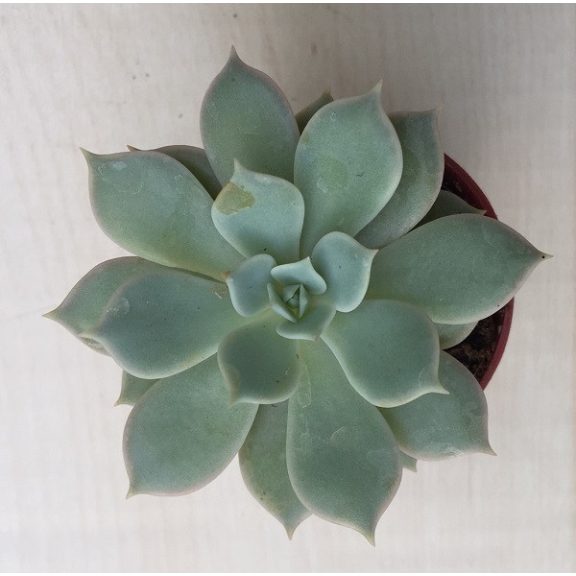 Meglepetés Echeveria