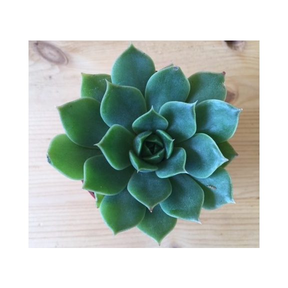 Meglepetés Echeveria