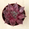 Echeveria agavoides 'Romeo'