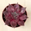 Echeveria agavoides 'Romeo'