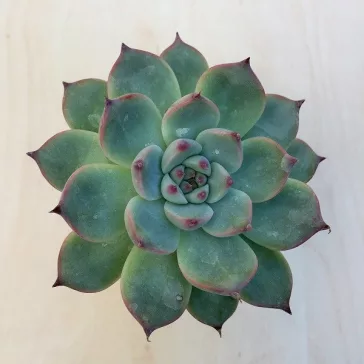 Echeveria 'Tippy'