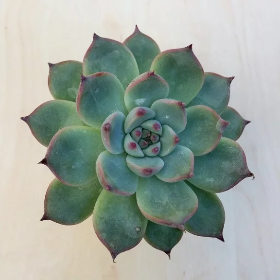 Echeveria 'Tippy'