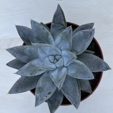 Echeveria tolimanensis