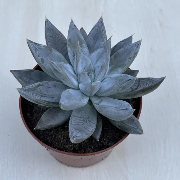 Echeveria tolimanensis Echeveria tolimanensis