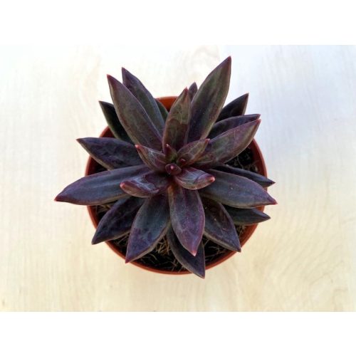 Echeveria tolimanensis 'Red'