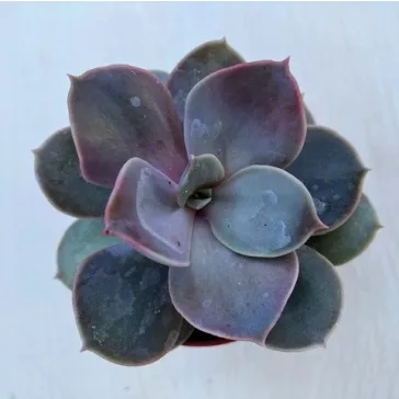 Echeveria 