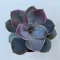 Echeveria 