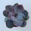 Echeveria 