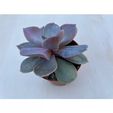 Echeveria 