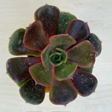 Echeveria 'Vampire Red Ball'