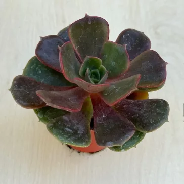 Echeveria 'Vampire Red Ball'