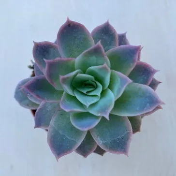 Echeveria 'Violet Queen'