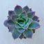 Echeveria 'Violet Queen'