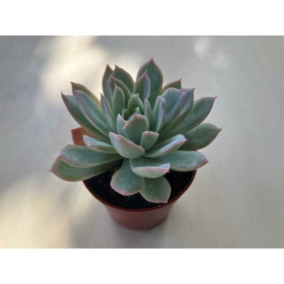 Echeveria 'Violet Queen'
