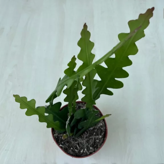 Epiphyllum anguliger Epiphyllum anguliger