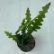 Epiphyllum anguliger 