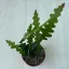 Epiphyllum anguliger 