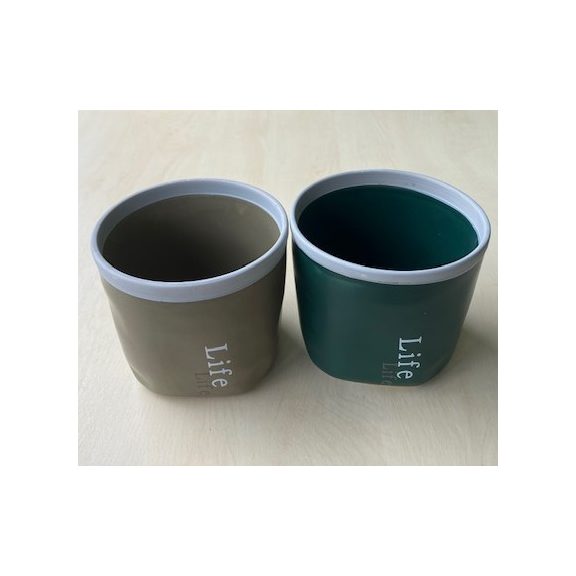 Epiphyllum anguliger with ceramic pot