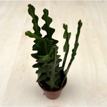 Epiphyllum anguliger