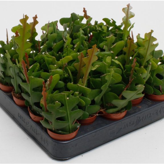 Epiphyllum anguliger