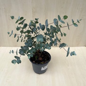 Eucalyptus cinerea 