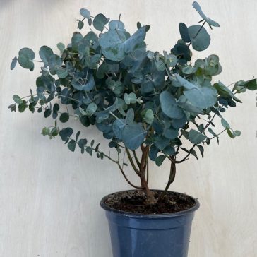 Eucalyptus cinerea 