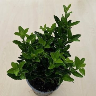 Euonymus japonicus 'Green spire'