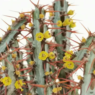 Euphorbia aeruginosa