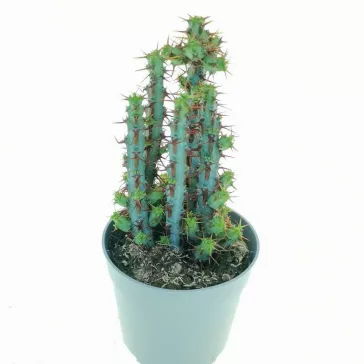 Euphorbia aeruginosa