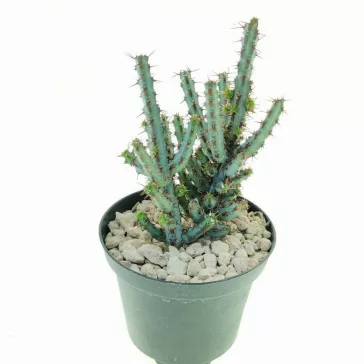 Euphorbia aeruginosa