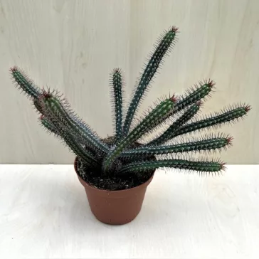 Euphorbia bajoensis