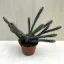 Euphorbia bajoensis