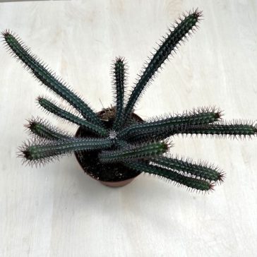 Euphorbia bajoensis