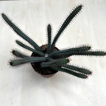 Euphorbia bajoensis