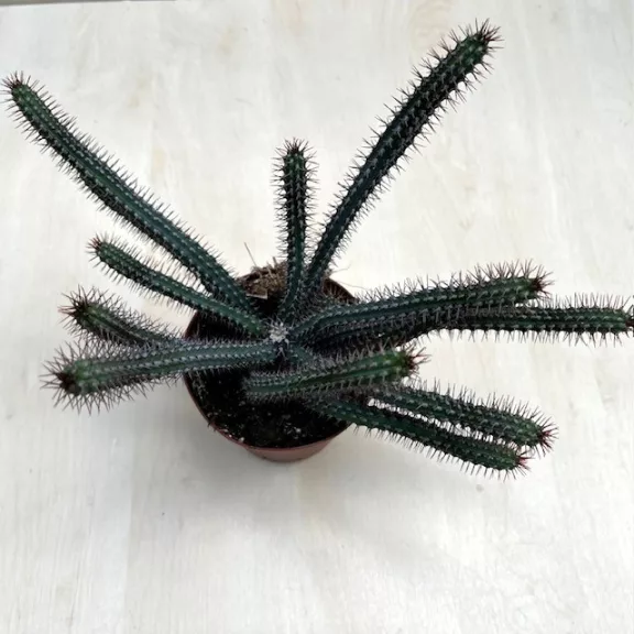 Euphorbia bajoensis