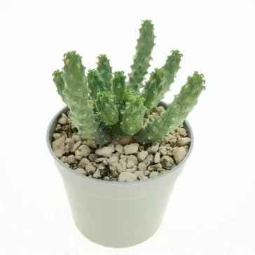 Euphorbia inermis