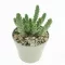 Euphorbia inermis