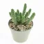 Euphorbia inermis